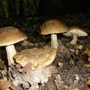 Pilz Hainbuchen-Röhrling ©Elvira Hanke